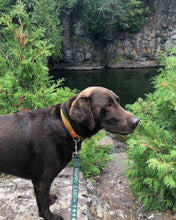 Load image into Gallery viewer, Brown lab standing by river with happy earth leash on