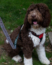 Load image into Gallery viewer, Dog sitting in park with Happy Earth tree leash on
